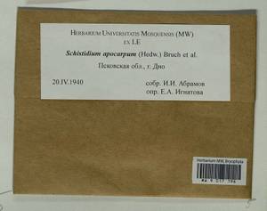 Schistidium apocarpum (Hedw.) Bruch & Schimp., Гербарий мохообразных, Мхи - Новгородская и Псковская области (B5) (Россия)