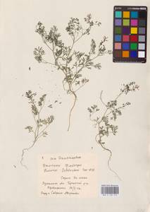 Дымянка Шлейхера Soy.-Will., Восточная Европа, Северо-Украинский район (E11) (Украина)