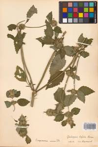 Пикульник двунадрезанный, Жабрей Boenn., Восточная Европа, Московская область и Москва (E4a) (Россия)