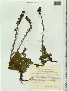 Artemisia rupestris subsp. rupestris, Сибирь, Алтай и Саяны (S2) (Россия)