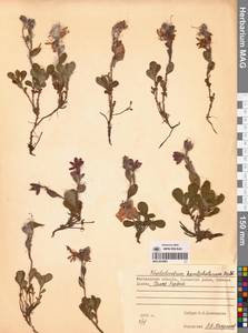 Рододендрон камчатский Pall., Сибирь, Чукотка и Камчатка (S7) (Россия)