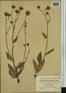 Hieracium chloropsis subsp. gnaphalodes (Nägeli & Peter) Greuter, Западная Европа (EUR) (Франция)