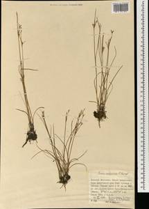 Ситник орхонский Novikov, Монголия (MONG) (Монголия)