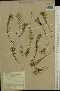 Хвощ луговой Ehrh., Восточная Европа, Северный район (E1) (Россия)