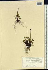 Micranthes hieraciifolia (Waldst. & Kit.) Haw., Сибирь, Центральная Сибирь (S3) (Россия)