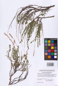 Полынь солянковидная Willd., Восточная Европа, Восточный район (E10) (Россия)