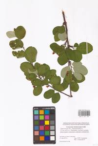 Кизильник рыхлоцветковый (J.Jacq.) Lindl., Восточная Европа, Нижневолжский район (E9) (Россия)