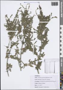Лебеда лежачая, Лебеда простертая DC., Африка (AFR) (Тунис)