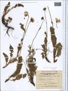 Tanacetum sericeum (Adams) Sch. Bip., Кавказ, Грузия (K4) (Грузия)