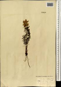 Мытник краснеющий Stephan ex Willd., Монголия (MONG) (Монголия)