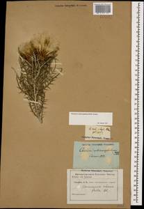 Птилостемон ежеголовый (Willd.) Greuter, Кавказ (без точных местонахождений) (K0)