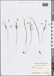 Гусиный лук малый (L.) Ker Gawl., Восточная Европа, Московская область и Москва (E4a) (Россия)