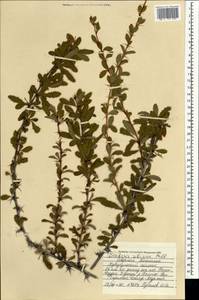 Барбарис сибирский Pall., Монголия (MONG) (Монголия)