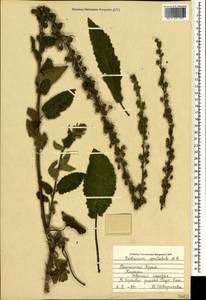 Verbascum salgirensis Soldano, Крым (KRYM) (Россия)