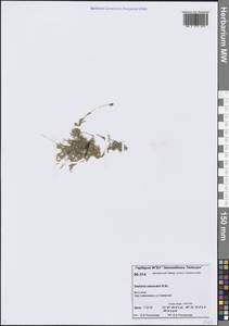 Звездчатка Эдвардса R.Br., Сибирь, Центральная Сибирь (S3) (Россия)