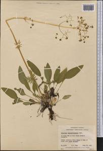 Valeriana dioica var. sylvatica (Sol. ex Richards.) S. Watson, Америка (AMER) (Канада)