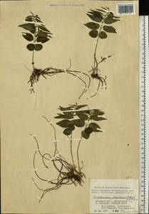 Vincetoxicum hirundinaria subsp. stepposum (Pobed.) Markgr., Восточная Европа, Северо-Украинский район (E11) (Украина)