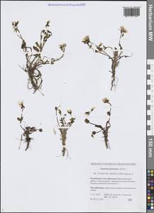 Клайтония Иоанна Roem. & Schult., Сибирь, Якутия (S5) (Россия)