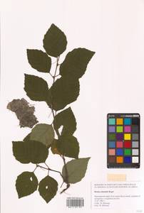 Береза Шмидта, Береза железная Regel, Сибирь, Дальний Восток (S6) (Россия)