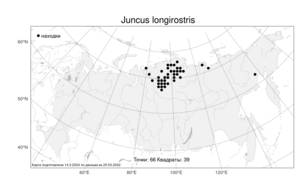 Juncus longirostris, Ситник длинноклювый Kuvaev, Атлас флоры России (FLORUS) (Россия)