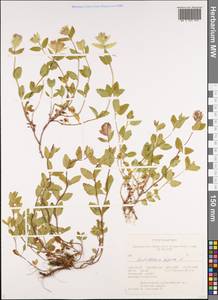 Шлемник приземистый L., Сибирь, Алтай и Саяны (S2) (Россия)