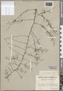 Спаржа мутовчатая L., Кавказ, Грузия (K4) (Грузия)
