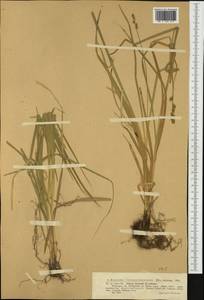 Carex leersii F.W.Schultz, nom. cons., Западная Европа (EUR) (Румыния)