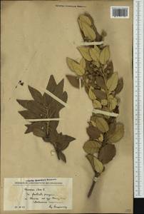 Quercus ilex L., Западная Европа (EUR) (Черногория)