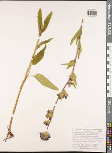 Колокольчик скученный, Колокольчик сборный L., Восточная Европа, Центральный район (E4) (Россия)