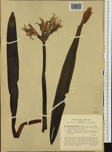 Pancratium illyricum L., Западная Европа (EUR) (Италия)