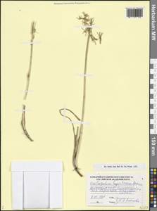 Ornithogalum hajastanum Agapova, Кавказ, Армения (K5) (Армения)