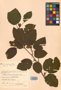 Ольха Максимовича Callier, Сибирь, Дальний Восток (S6) (Россия)