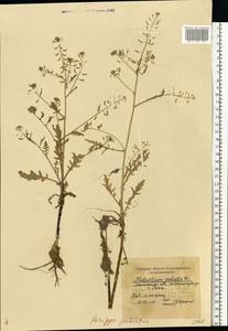 Жерушник болотный (L.) Besser, Восточная Европа, Московская область и Москва (E4a) (Россия)