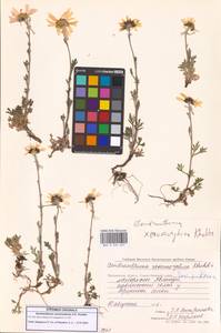 Chrysanthemum zawadzkii subsp. peleiolepis (Trautv.) Zuev, Сибирь, Чукотка и Камчатка (S7) (Россия)