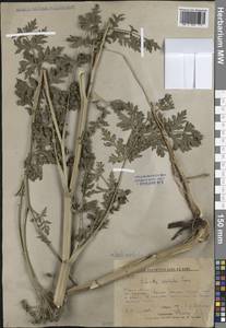 Жабрица жабрицевидная (Fisch. & C.A.Mey. ex Turcz.) M.Hiroe, Сибирь, Дальний Восток (S6) (Россия)