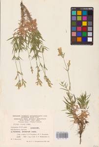 Смолевка ползучая Patrin, Восточная Европа, Восточный район (E10) (Россия)