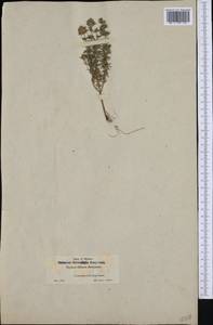 Thymus willdenowii Boiss., Западная Европа (EUR) (Испания)
