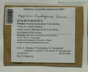 Hygroamblystegium tenax (Hedw.) Jenn., Гербарий мохообразных, Мхи - Западная Европа (BEu) (Польша)