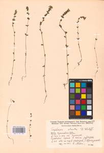 MHA 0 161 785, Очанка прямая J.P.Wolff ex J.F.Lehm., Восточная Европа, Северо-Украинский район (E11) (Украина)