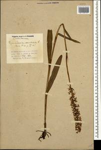 Кокушник длиннорогий (L.) R.Br., Кавказ, Азербайджан (K6) (Азербайджан)