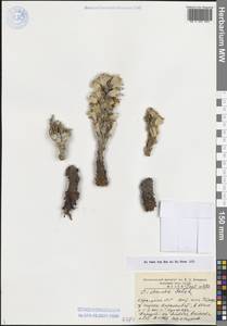 Цистанхе солончаковая (C.A.Mey.) Beck, Средняя Азия и Казахстан, Сырдарьинские пустыни и Кызылкумы (M7) (Узбекистан)