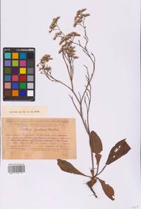 Кермек Гмелина (Willd.) Kuntze, Восточная Европа, Нижневолжский район (E9) (Россия)