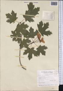Acer grandidentatum Nutt. ex Torr. & A. Gray, Америка (AMER) (США)