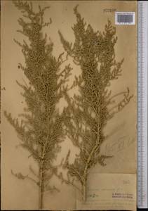 Caroxylon dendroides (Pall.) Tzvelev, Средняя Азия и Казахстан, Сырдарьинские пустыни и Кызылкумы (M7) (Таджикистан)