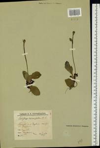 Micranthes hieraciifolia (Waldst. & Kit.) Haw., Восточная Европа, Северный район (E1) (Россия)