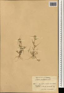 Sporobolus aculeatus (L.) P.M.Peterson, Зарубежная Азия (ASIA) (КНР)