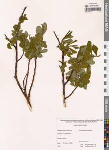 Ива красивая Cham., Сибирь, Чукотка и Камчатка (S7) (Россия)