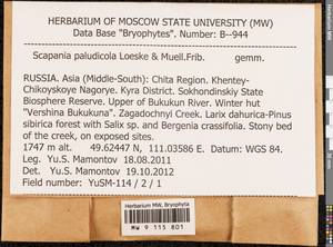 Scapania paludicola Loeske & Müll. Frib., Гербарий мохообразных, Мхи - Прибайкалье и Забайкалье (B18) (Россия)