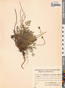Oreomecon nudicaulis subsp. nudicaulis, Сибирь, Якутия (S5) (Россия)