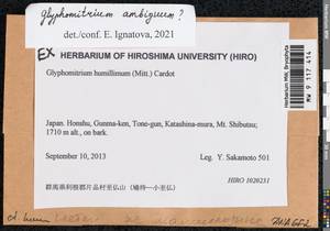 Glyphomitrium humillimum (Mitt.) Cardot, Гербарий мохообразных, Мхи - Азия (вне границ бывшего СССР) (BAs) (Япония)